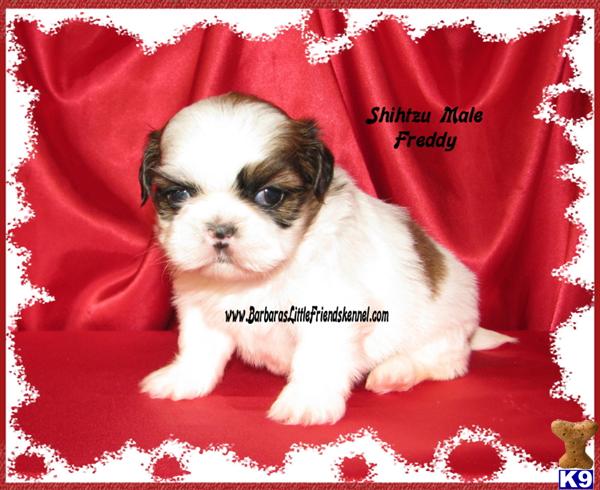 Shih Tzu Puppies